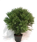 Cedar Topiary